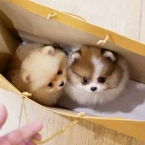 Meet your Posher, Nicolas